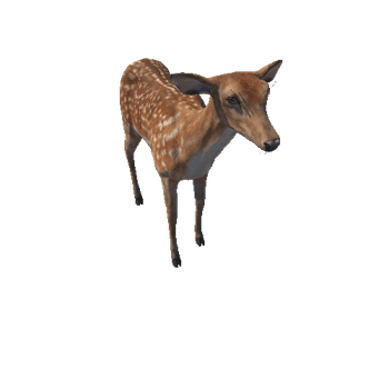 Deer_doe_IP