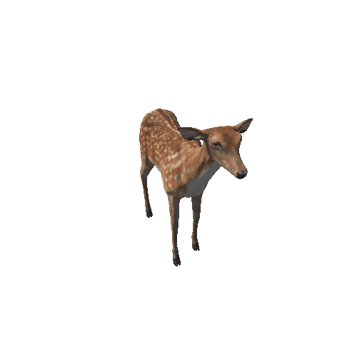 Deer_doe_RM