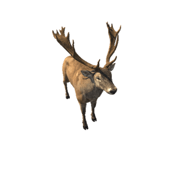 Deer_red_IP