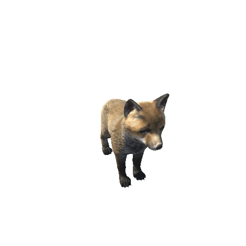 Fox_cub_HighPoly_IP