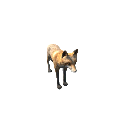 Fox_male_HighPoly_IP