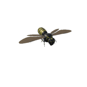 wasp