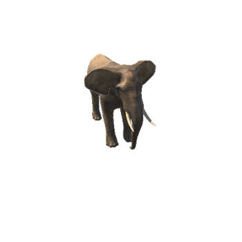 ElephantTwoLODs