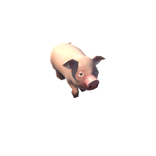 pig_01