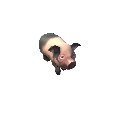 pig_07