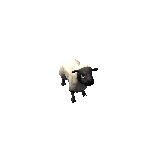 sheep_01