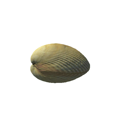 Seashell23