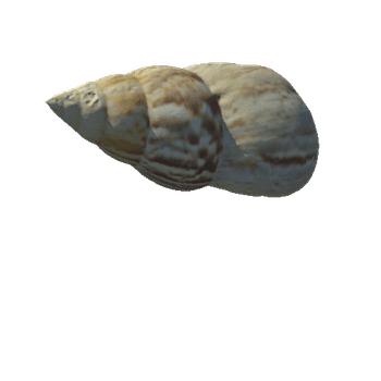 Seashell25