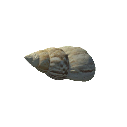 Seashell25