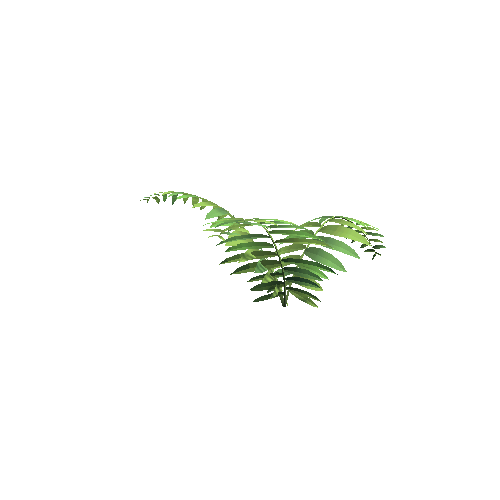 Jungle_Fern_A