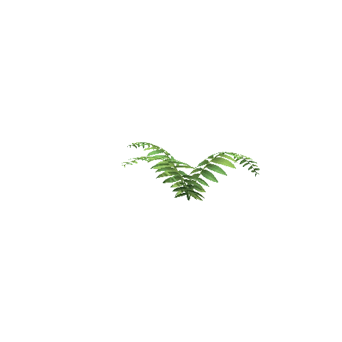 Jungle_Fern_A