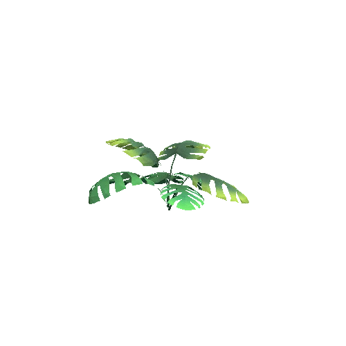 Jungle_RoundLeaf_A