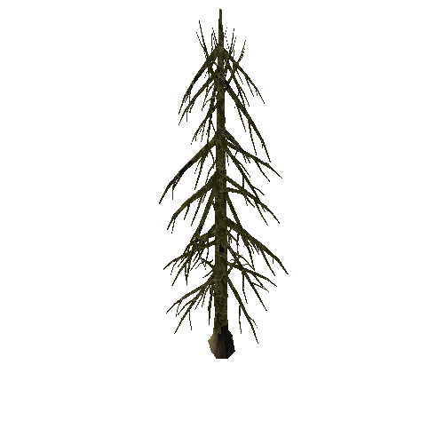 Pine_Tree_1A1