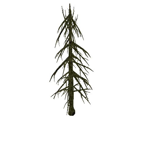 Pine_Tree_1A2