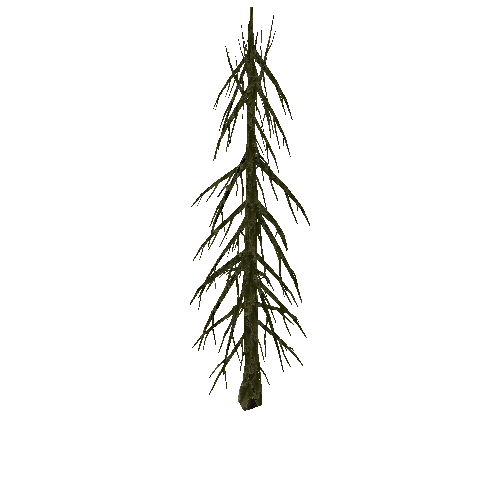 Pine_Tree_1A3