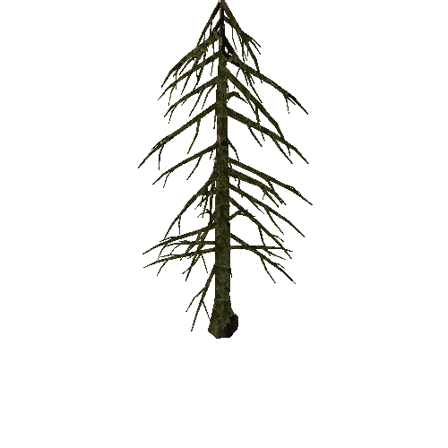 Pine_Tree_1B1