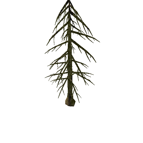 Pine_Tree_1B2
