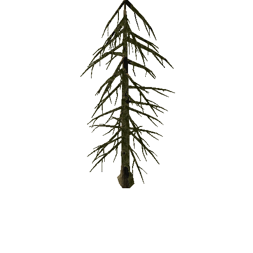 Pine_Tree_1B3