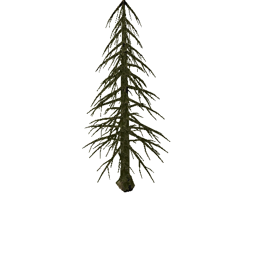 Pine_Tree_1C1