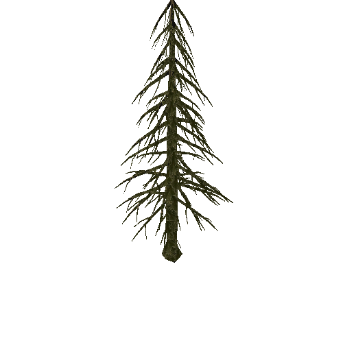 Pine_Tree_1C2