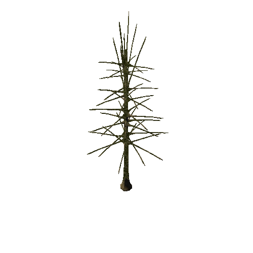 Pine_Tree_2A1