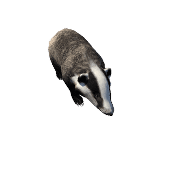 Badger