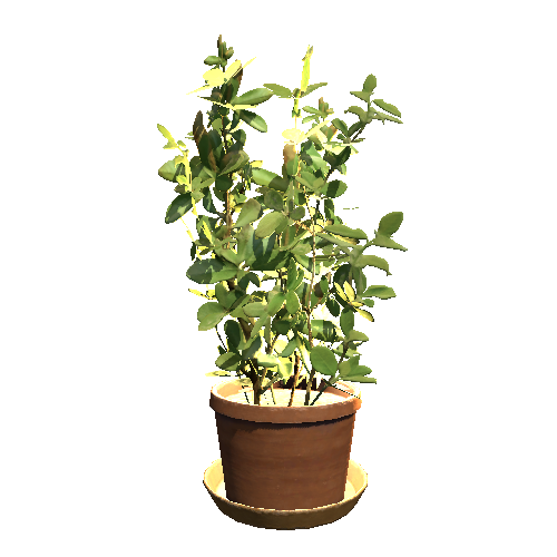 Plant_5