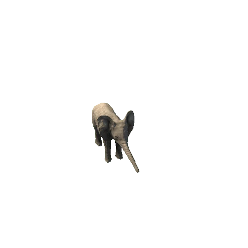 Baby_Elephant_FV_IP_SHP