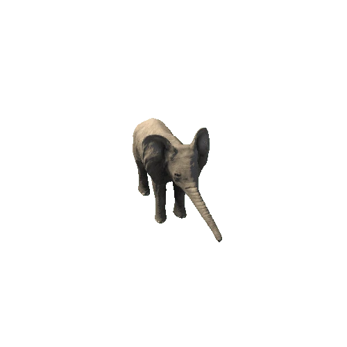 Baby_Elephant_FV_RM_SHP