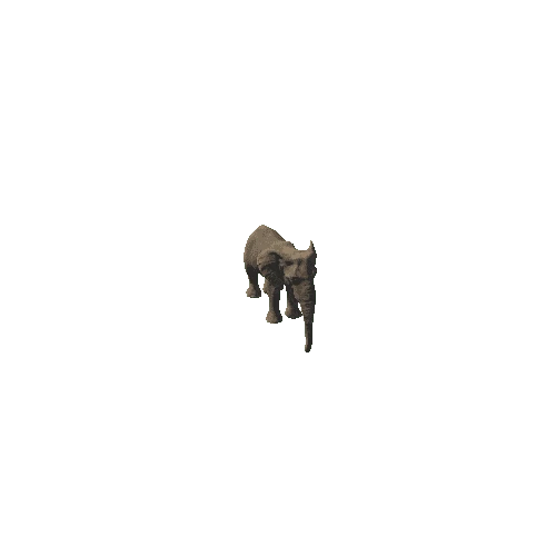 elephant_female_fv_ip_mat2_HP