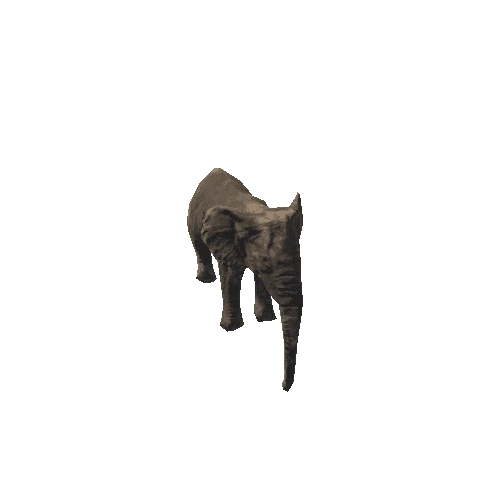 elephant_female_fv_rm_mat5_SLP