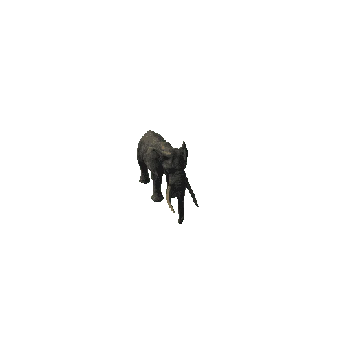 elephant_ii_fv_ip_mat4_HP