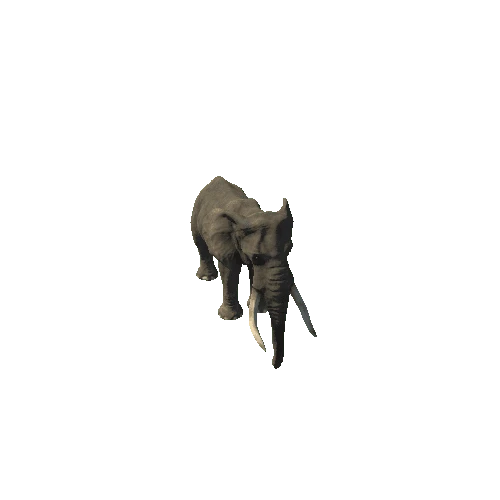 elephant_ii_fv_rm_SHP