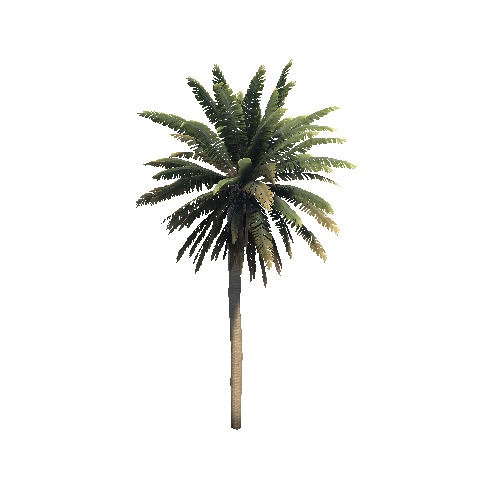 palm_a