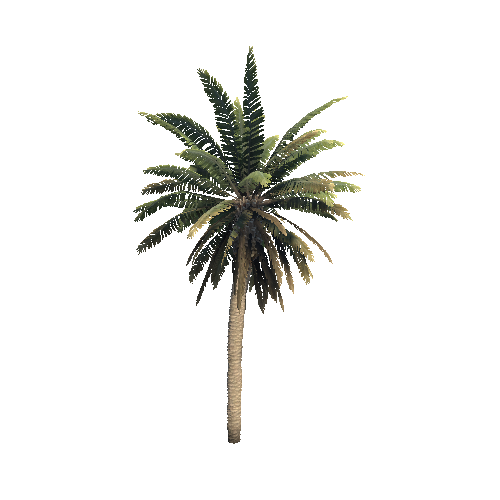 palm_b