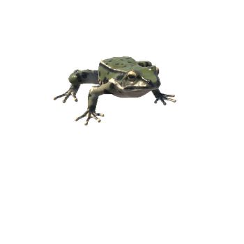 Common_frog_prefab