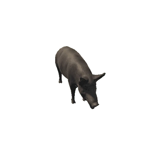 Iron_age_pig_prefab