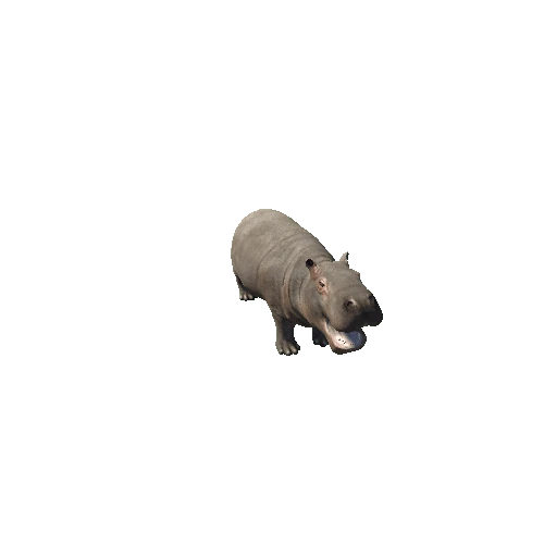 hippopotamus_baby_fv_SHP