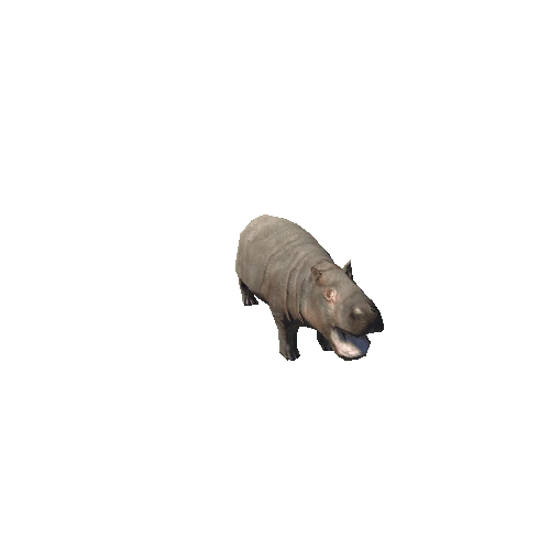 hippopotamus_baby_fv_SLP