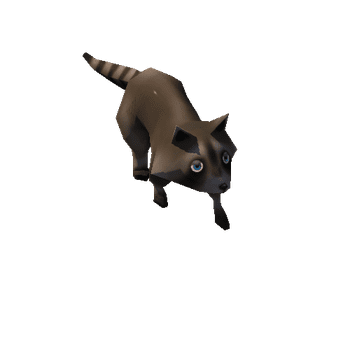 Raccoon_02