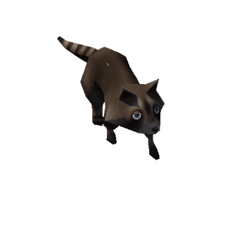 Raccoon_05