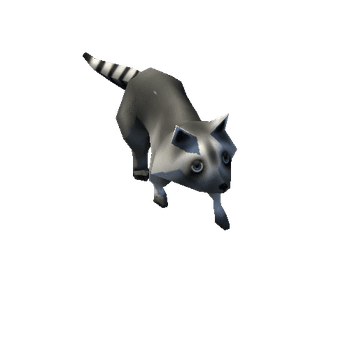 Raccoon_08