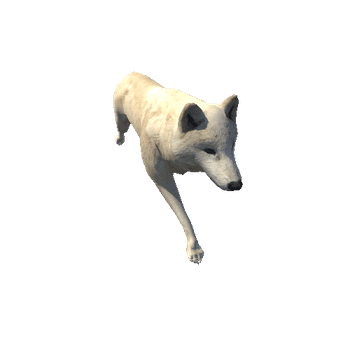 arcticwolf@trot Arctic Wolf