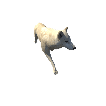 arcticwolf@trotleft Arctic Wolf