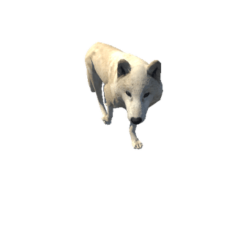 arcticwolf@walkright Arctic Wolf