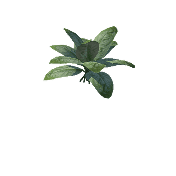 Plant_01