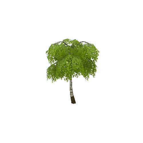 Birch_tree2