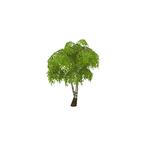 Birch_tree3