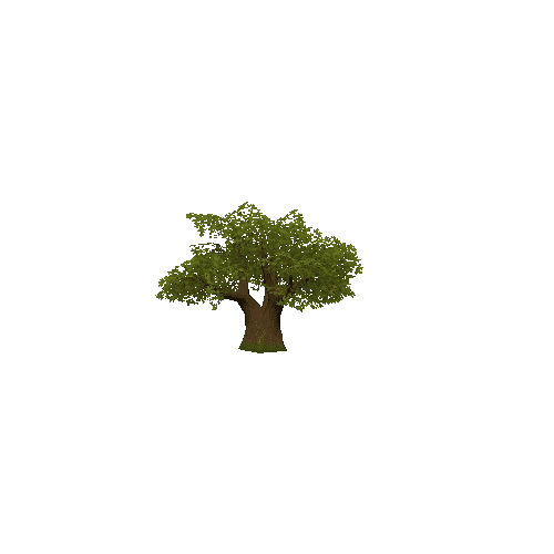 Oak_tree2