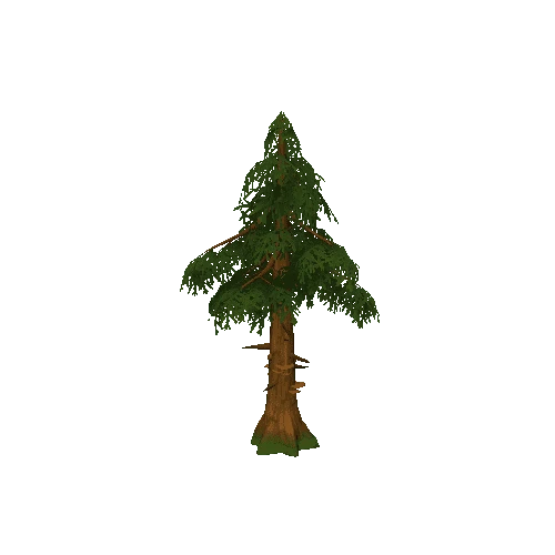 Pine_tree2